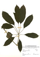 藏品(鵝掌柴)的圖片